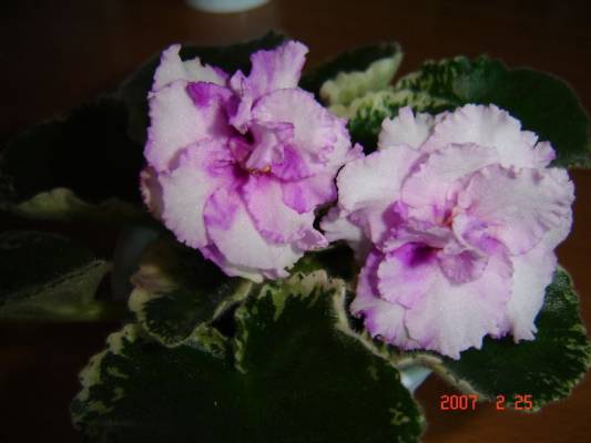 Precious Rose
