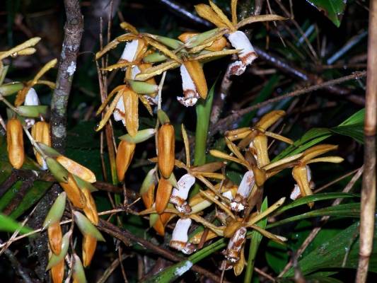 Coelogina radioferens