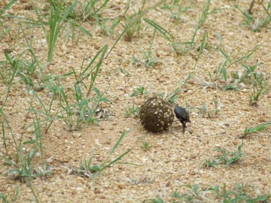 ����� �����