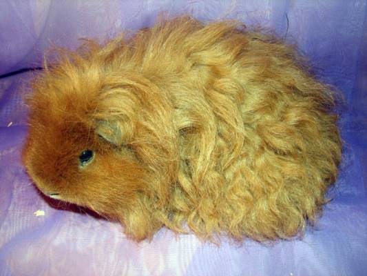 ��������_10