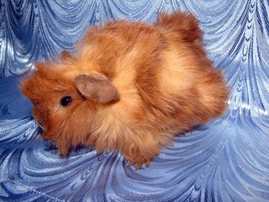 ������ 11