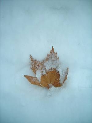 leaf on the snow
