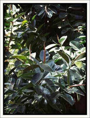 Ficus elastica