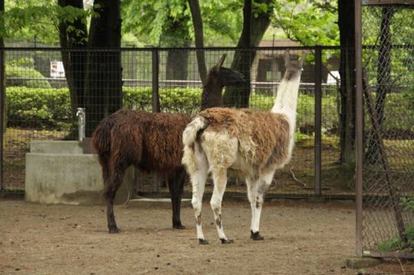 ein lama in Yokohama