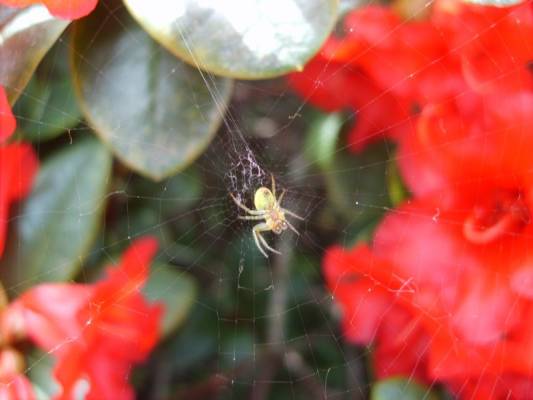 spider