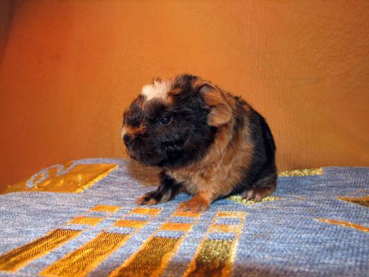 ������ 4