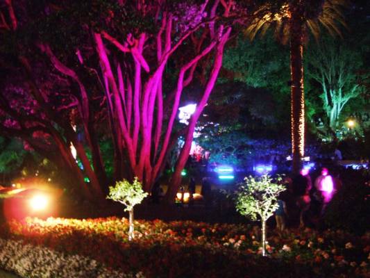 Garden at night