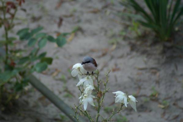 ���������, �� ������