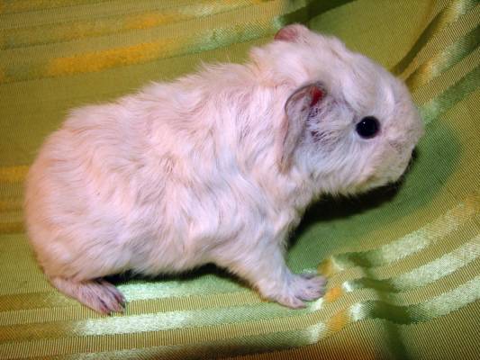 ������ 3