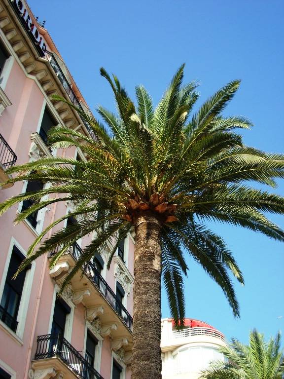 and the palms again)