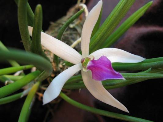 Leptotes bicolor