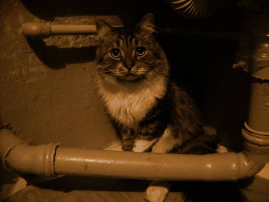 Industrial cat_2