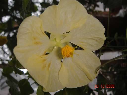ABUTILON HYBRID