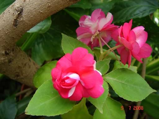 IMPATIENS  walleriana  