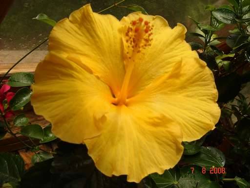 HIBISCUS HYBRID