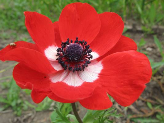 ����� ���������