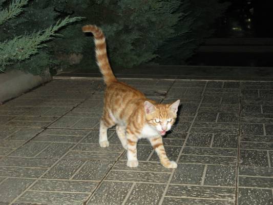 �������� ����� (���� ��� ������)