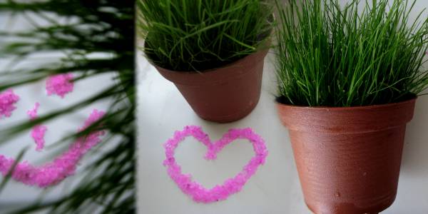 ���� �� �����������