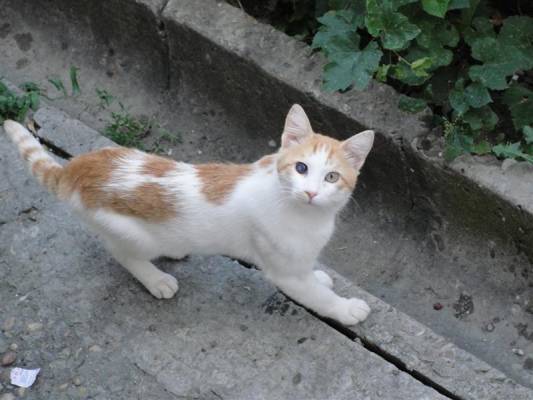 Кот со стеклянным глазом