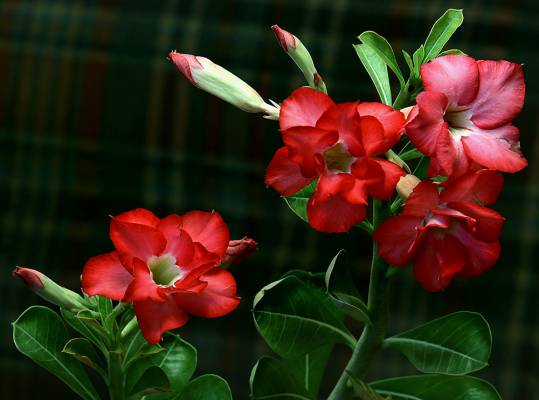 Adenium Double Flover