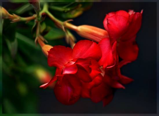 Adenium Double Flover