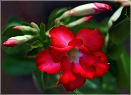 Adenium Double Flover