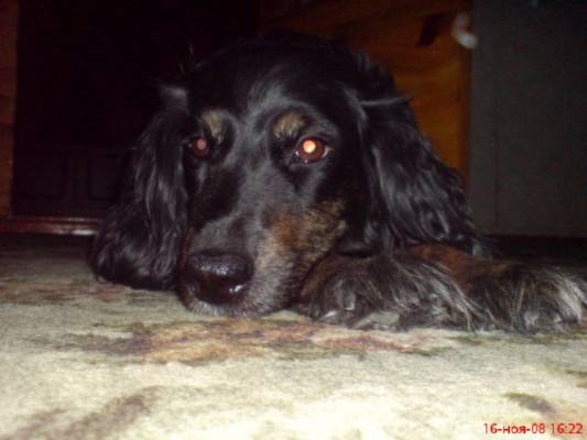 Nolka