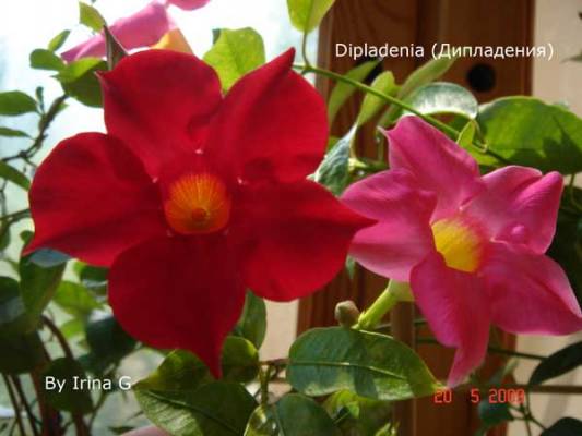 Dipladenia