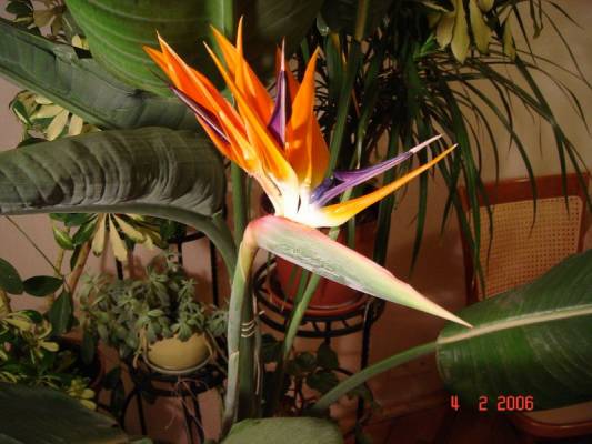 Strelitzia Reginae