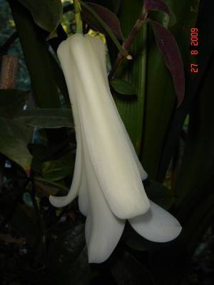 Lapageria rosea ( alba form)