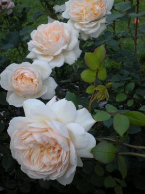 Crocus Rose