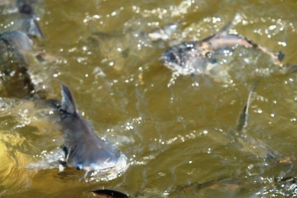 and some fish!!