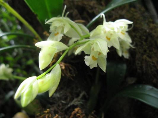 Coelogine rochussenii (?)