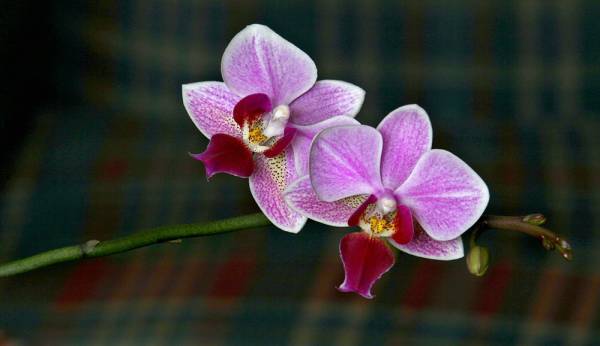 Phalenopsis schilleriana