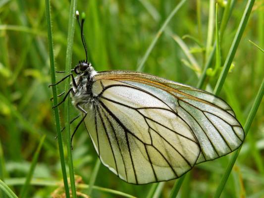  (Aporia Crataegi)