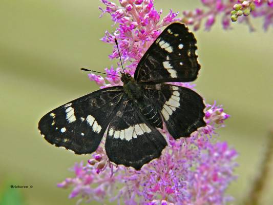 Araschnia levana f. prorsa 