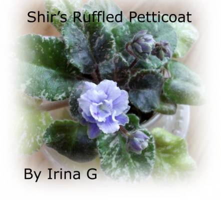 Shir’s Ruffled Petticoat  