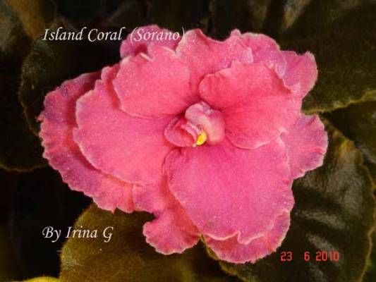 Island Coral  