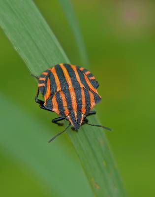   Graphosoma lineatum