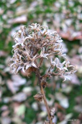 ������� ������