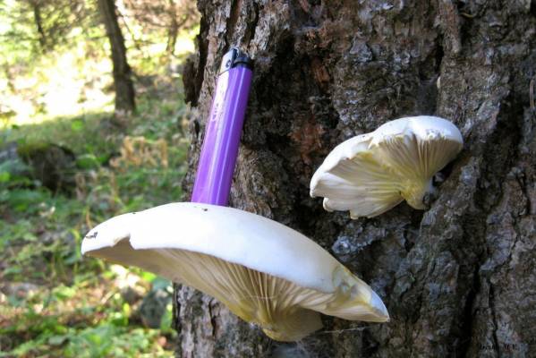 ��������� �����