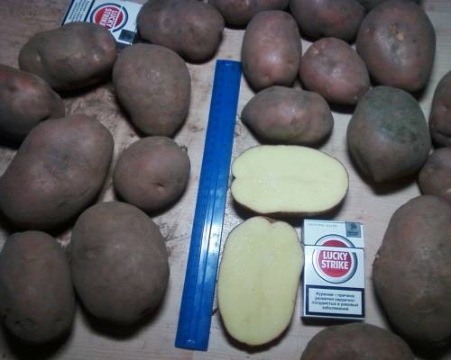 ��������� ���� ���������