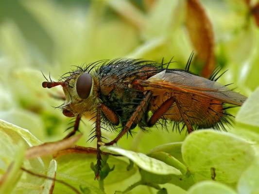   Tachina fera