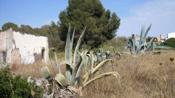 �� �����