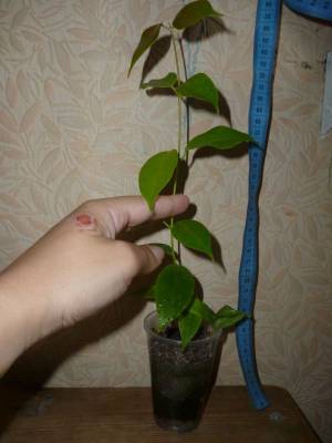 Hoya Paziae