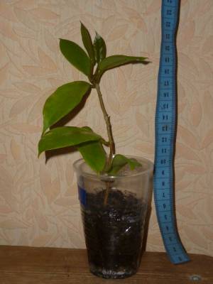 H. Mindorensis