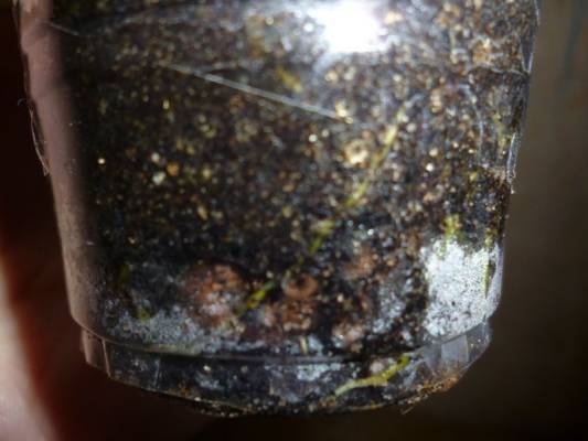 H. Mindorensis 
